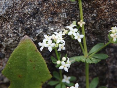 Galium saxatile, photographed by Carminda Santos