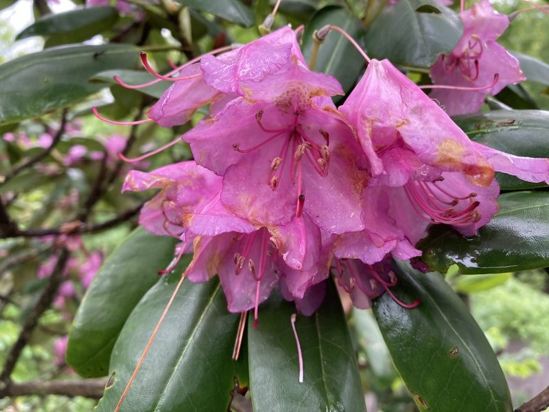 Rhododendron catawbiense, photographed by Caleb Catto