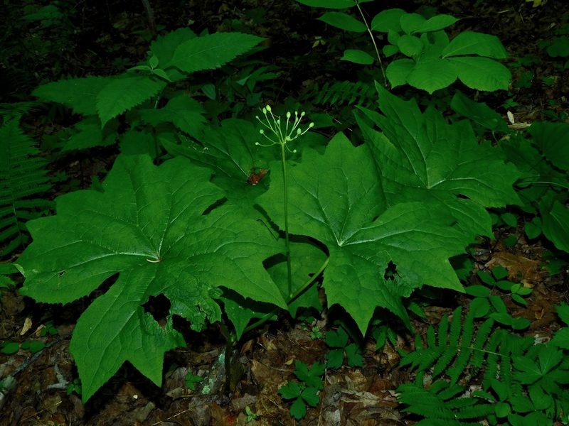 Podophyllum cymosum, photographed by Michael J. Papay