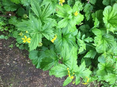 Geum macrophyllum, photographed by trish2738