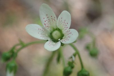 Saxifraga rotundifolia, photographed by John Kenrick Gibson