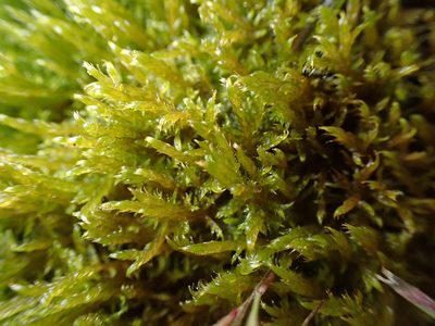 Drepanocladus aduncus, photographed by Braden J. Judson