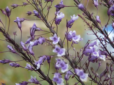 Anarrhinum longipedicellatum, photographed by Carminda Santos