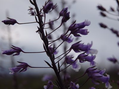 Anarrhinum longipedicellatum, photographed by Carminda Santos