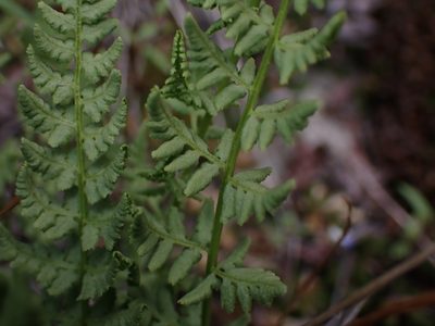 Woodsia oregana, photographed by Braden J. Judson