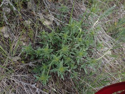 Penstemon richardsonii, photographed by Braden J. Judson