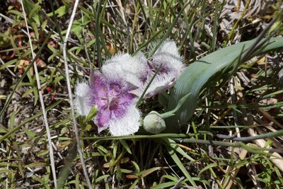 Calochortus coeruleus, photographed by Arvel Hernandez