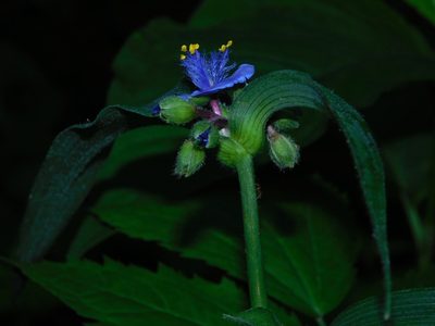 Tradescantia subaspera, photographed by Michael J. Papay