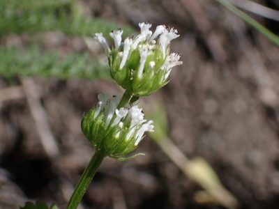 Valeriana macrocera, photographed by Braden J. Judson