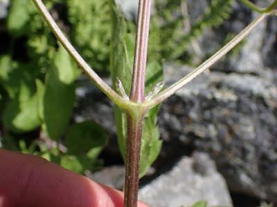 Clematis ligusticifolia, photographed by Braden J. Judson
