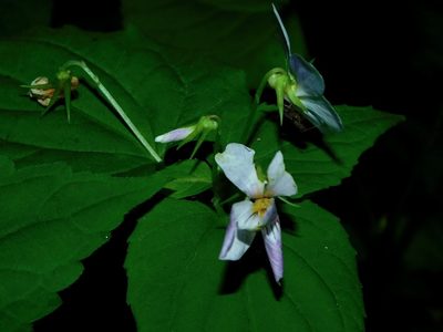 Viola canadensis, photographed by Michael J. Papay