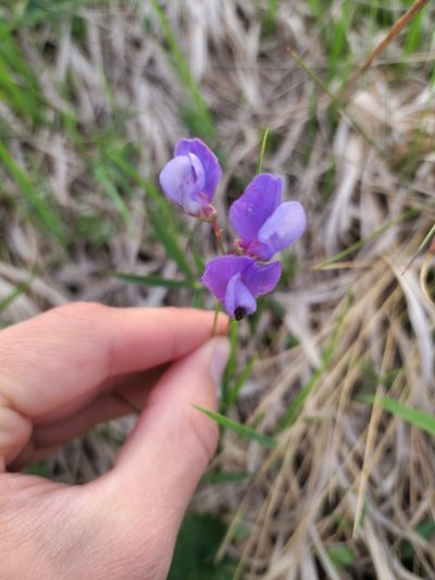 Lathyrus cyaneus, photographed by Дауд Арсанукаев