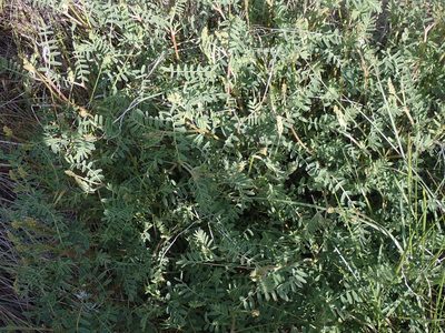 Astragalus collinus, photographed by Braden J. Judson