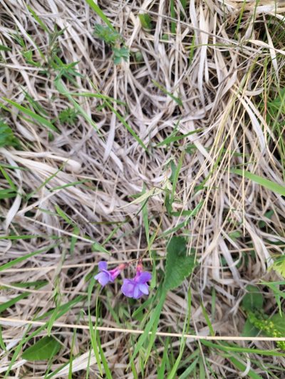 Lathyrus cyaneus, photographed by Дауд Арсанукаев