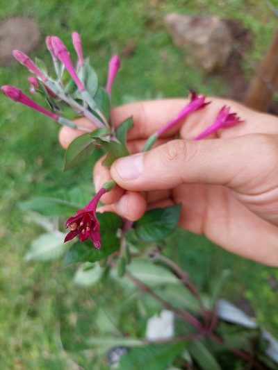 Fuchsia nigricans, photographed by Daniel Mesa