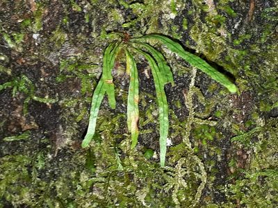 Notogrammitis angustifolia, photographed by Leon Perrie