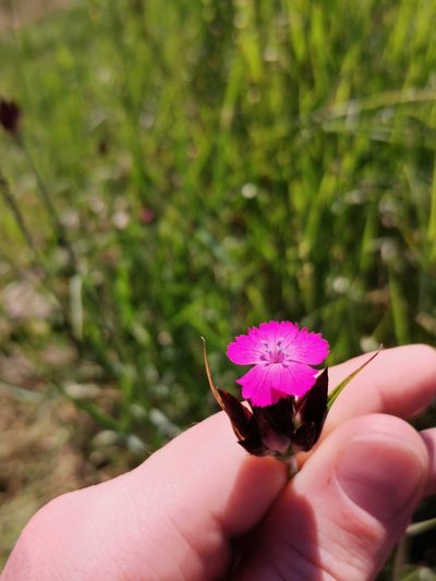 Dianthus giganteus, photographed by Daniel Ellehammer Larsen
