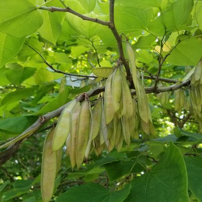 Cercis canadensis, photographed by Jack