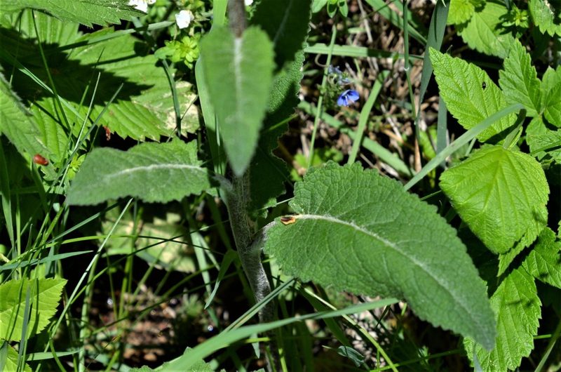 Verbascum antilibanoticum, photographed by E. A.