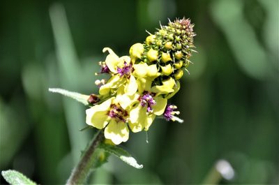 Verbascum antilibanoticum, photographed by E. A.