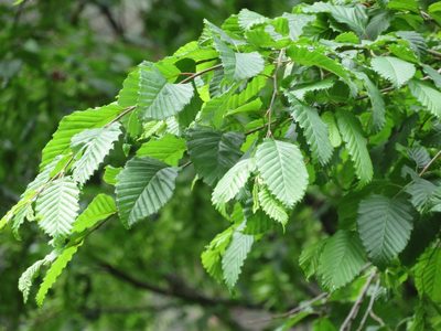Carpinus betulus, photographed by Marco Mussita
