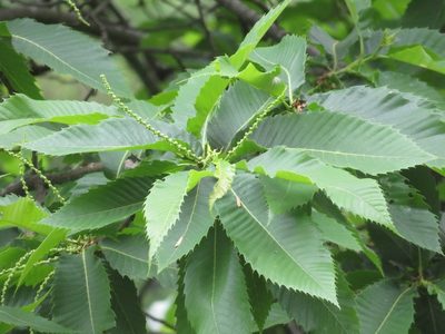 Castanea sativa, photographed by Marco Mussita