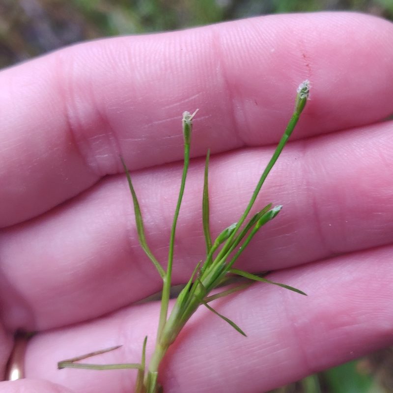 Isolepis fluitans, photographed by Victoria Benstead-Hume