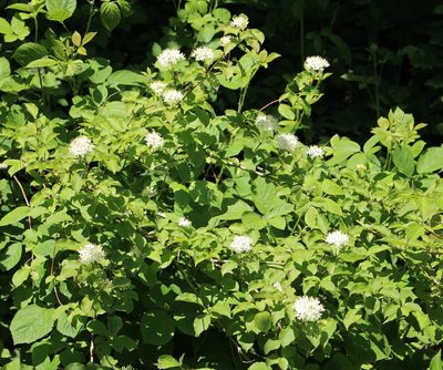 Cornus sanguinea, photographed by Юрий Данилевский (Yuriy Danilevsky)