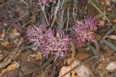 Allium anceps