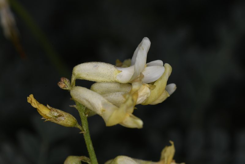 Astragalus curvicarpus, photographed by Trevor Van Loon