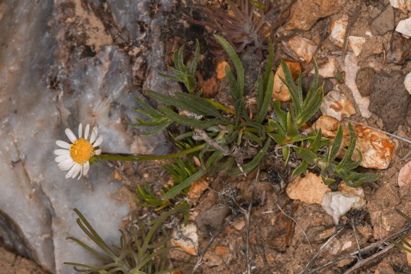 Erigeron eatonii, photographed by Trevor Van Loon