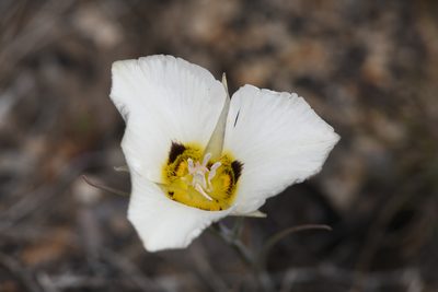 Calochortus leichtlinii, photographed by Trevor Van Loon