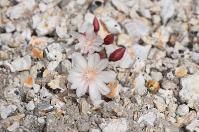 Lewisia rediviva, photographed by Trevor Van Loon