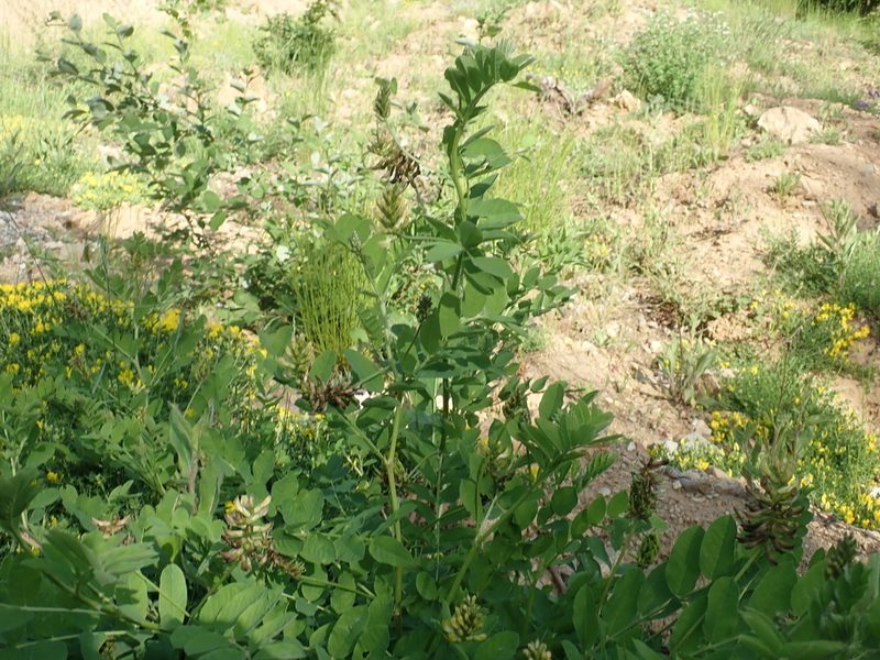 Astragalus glycyphylloides, photographed by John Kenrick Gibson