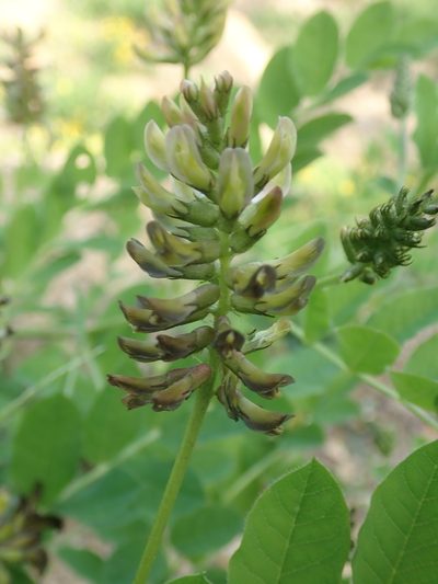 Astragalus glycyphylloides, photographed by John Kenrick Gibson