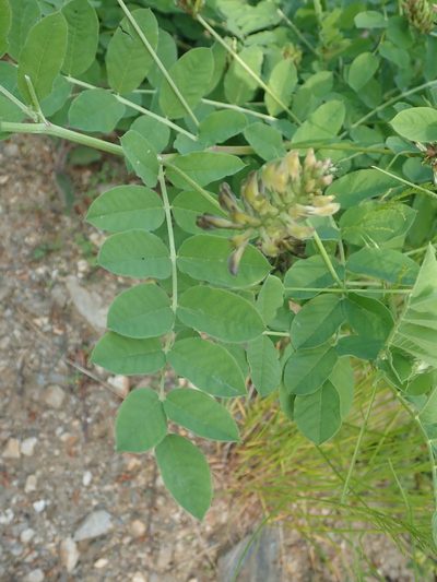 Astragalus glycyphylloides, photographed by John Kenrick Gibson