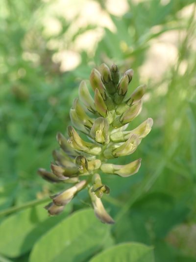 Astragalus glycyphylloides, photographed by John Kenrick Gibson