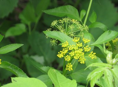 Zizia aurea, photographed by Marilynn Miller