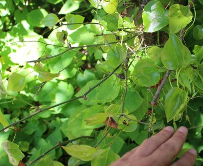 Smilax excelsa, photographed by Юрий Данилевский (Yuriy Danilevsky)