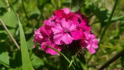 Dianthus barbatus, photographed by Brandon McCracken