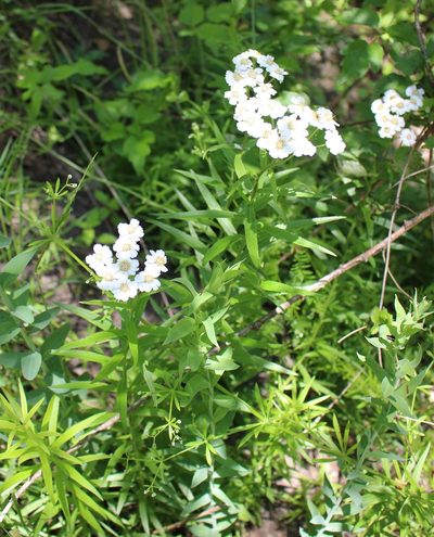 Achillea biserrata, photographed by Юрий Данилевский (Yuriy Danilevsky)