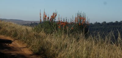 Leonotis leonurus, photographed by Tony Rebelo