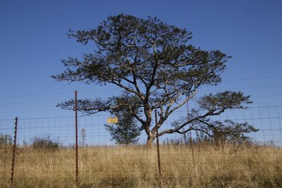 Vachellia sieberiana, photographed by Tony Rebelo
