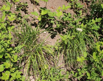 Sesleria alba, photographed by Юрий Данилевский (Yuriy Danilevsky)