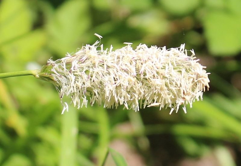 Sesleria alba, photographed by Юрий Данилевский (Yuriy Danilevsky)