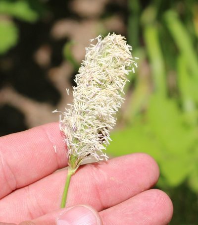Sesleria alba, photographed by Юрий Данилевский (Yuriy Danilevsky)