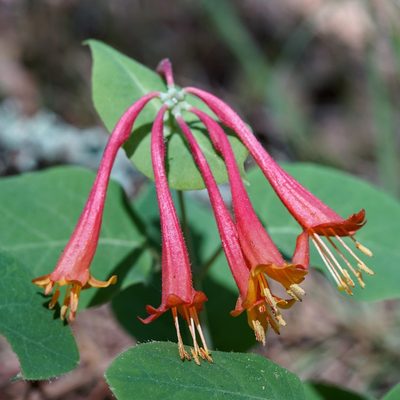 Lonicera arizonica, photographed by Andrew Tree
