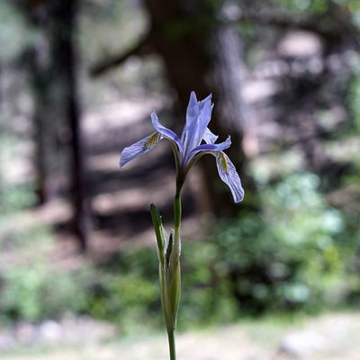 Iris missouriensis