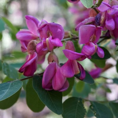 Robinia neomexicana, photographed by Andrew Tree