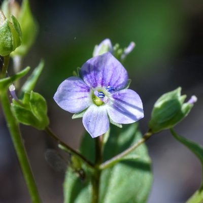 Veronica anagallis-aquatica, photographed by Andrew Tree